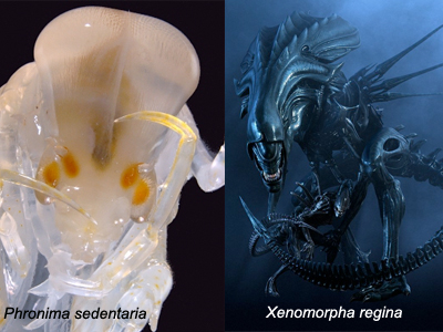 Alienígenas mais estranhos do Star Wars!!!