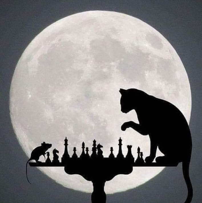 O Grandmaster Do Novato Com Gatinho Do Gato Malhado Joga a Xadrez Foto de  Stock - Imagem de desafio, garra: 99634750